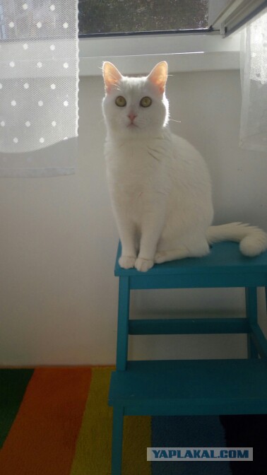 Давай заведем кота