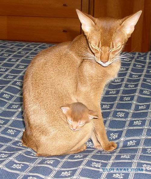 УРРААА ! Котовторник на ЯПлакалъ !