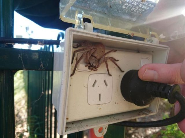 Живность из сети