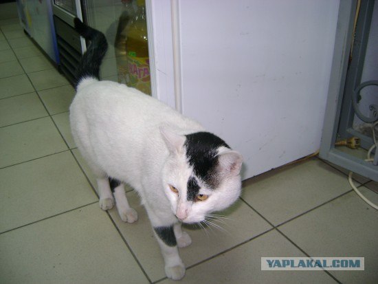 Котовторник на 03.02.2009