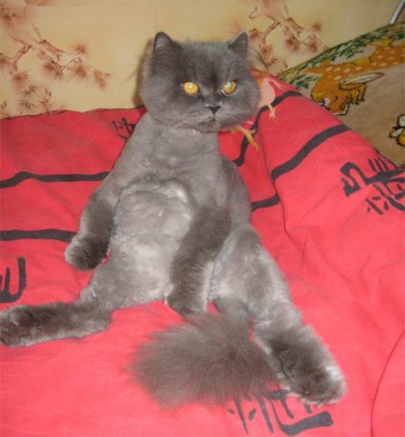 Стрижка персидских кошек
