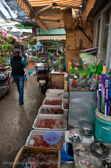 Шанхай, птичий рынок и бойцовские тараканы