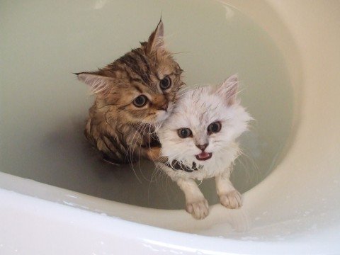 Котейкин вторник! Космический 12.04!