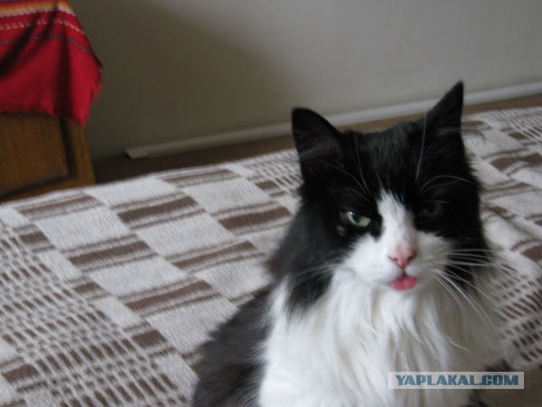 Котовторник