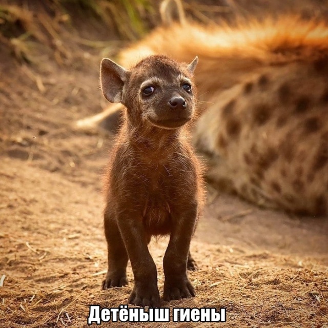 Милые животные. Мимиметр сломался