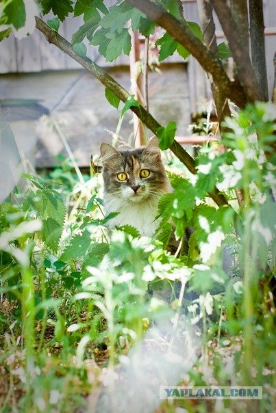 Котовторник 20.12.2011