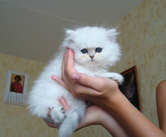 Котовторник 17 января