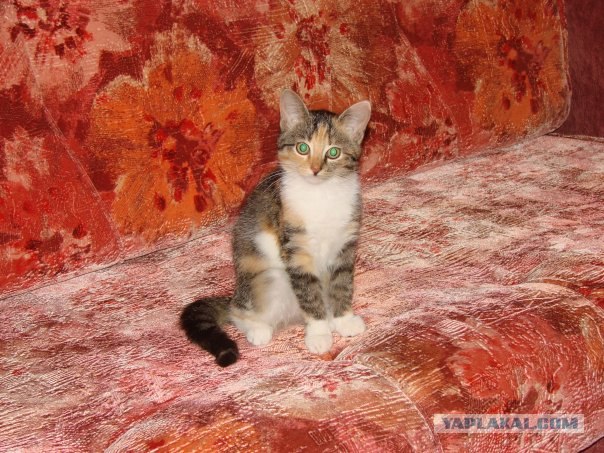 Котовторник (28.02.2012)