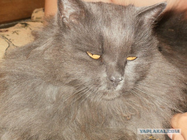 Котовторник 27.03.2012