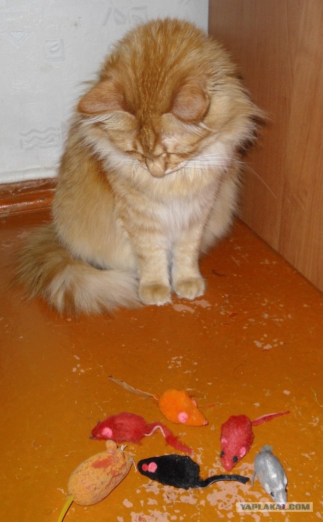 Котовторник (15.05.2012)