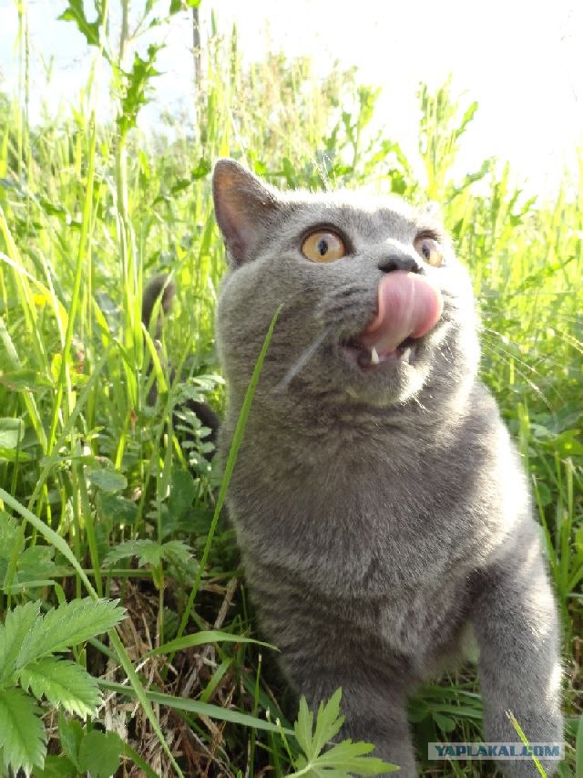 Котовторник 03 07 2012