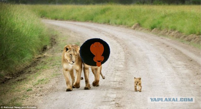 Под пристальным присмотром: детсад на прогулке