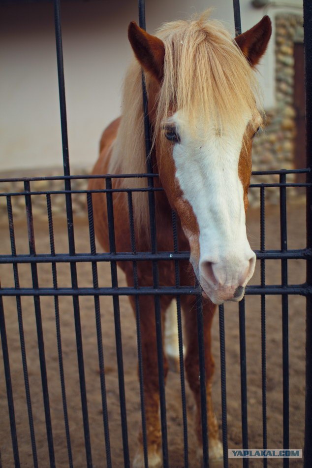 Московский зоопарк