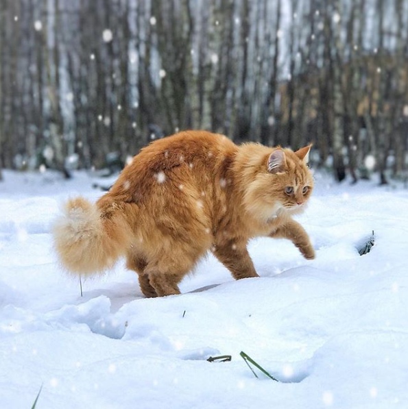 Прикольных котов пост