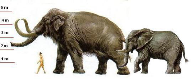 Рост африканского слона. Шерстистый мамонт рост. Mammuthus sungari. Мамонт Сунгари. Слон и шерстистый мамонт.