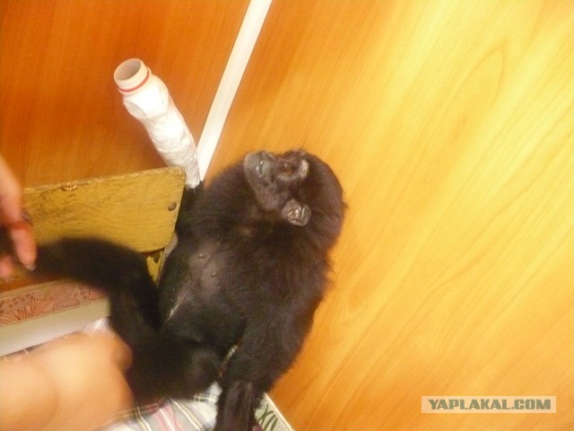 Котовторник 18.06.2019