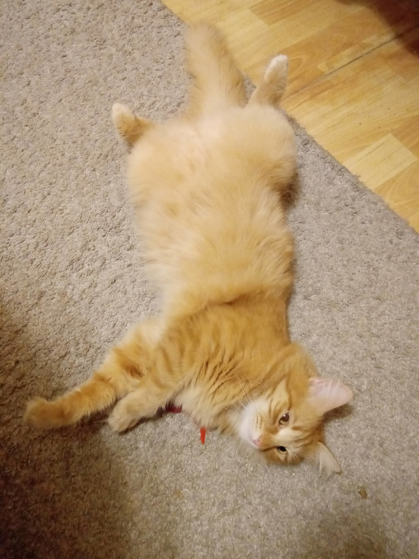 Что любят котики...