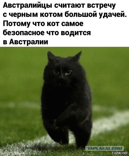 В Австралии огромный крокодил выполз на пляж и съел двух акул