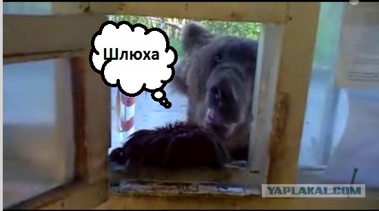 Медведь на проходной