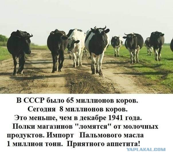 Иностранцы удивились ценам на продукты в России на фоне санкций