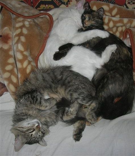 Котоюмор на ЯП. Веселые кото-картинки!