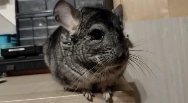 А много ли на ЯПе любителей грызунов?