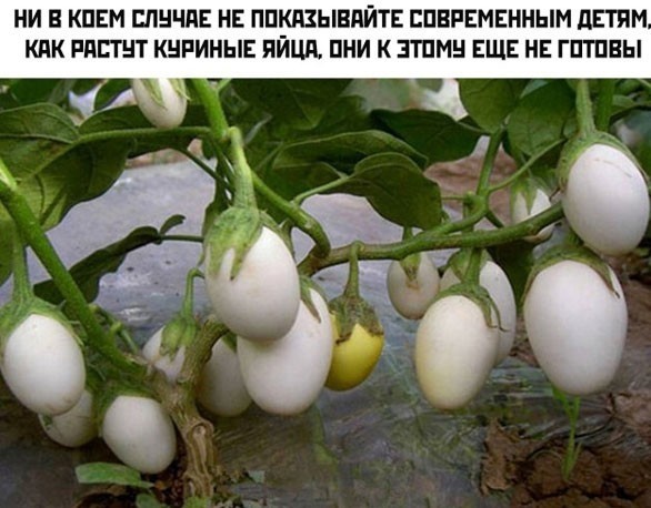 В Барселоне накануне прошел митинг движения "Птиц не существует"