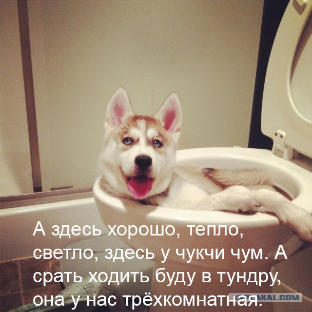 Оставили щенка хаски на минутку одного...