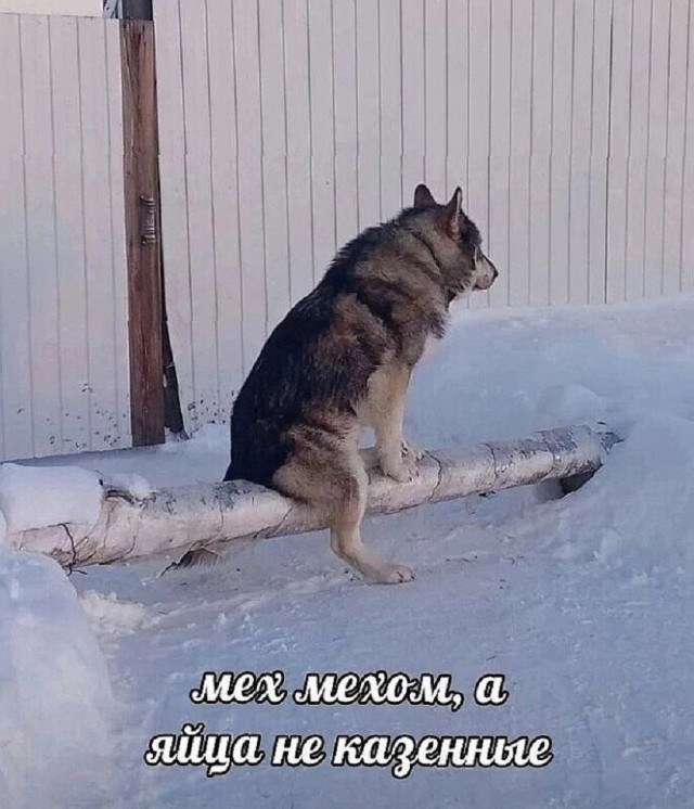 Спят усталые балбесы.