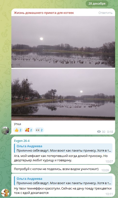 Жизнь домашнего приюта для котеек 567