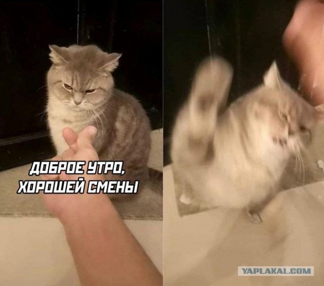 К котовторнику: подборка картинок-баянов с котиками и про котиков. Выпуск 28.