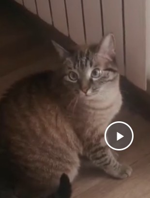 Кошатники поймут