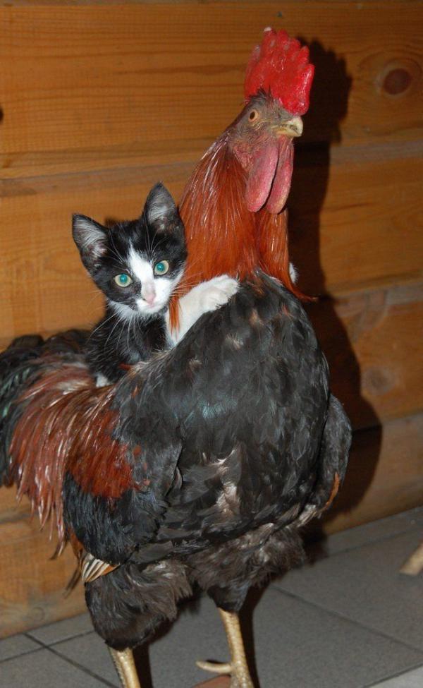 Котейка, который не знает как лежат котейки