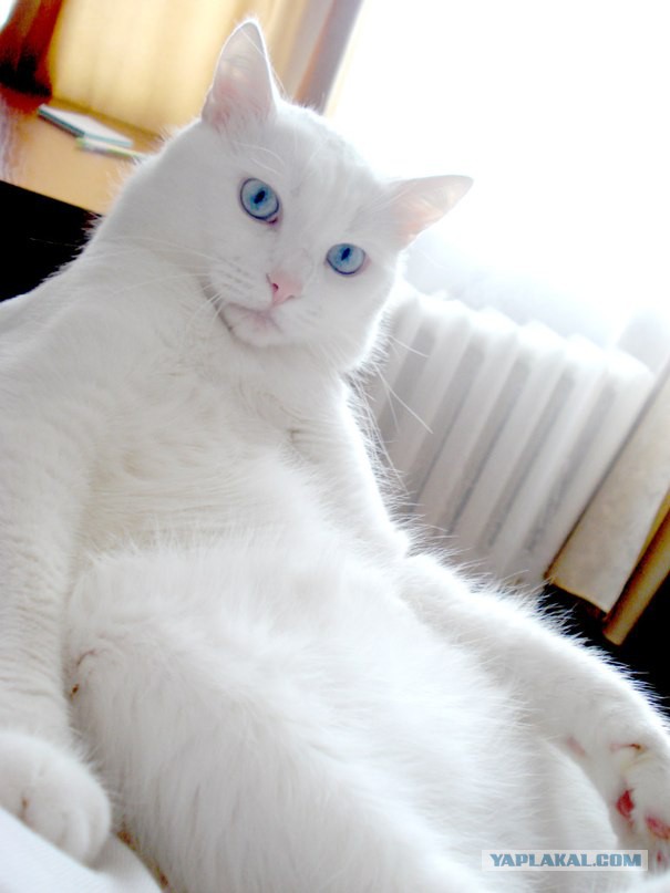 Котовторник 26.11.2013