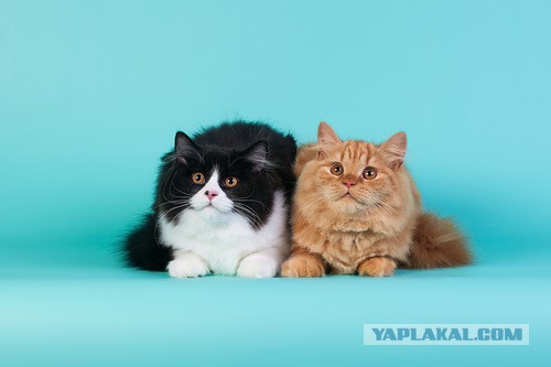 Котовторник   31.12.  2013
