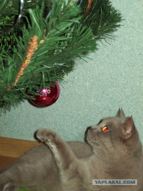 Котовторник   31.12.  2013