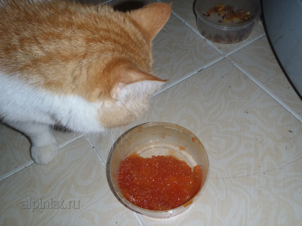 Котовторник 01.04.2014