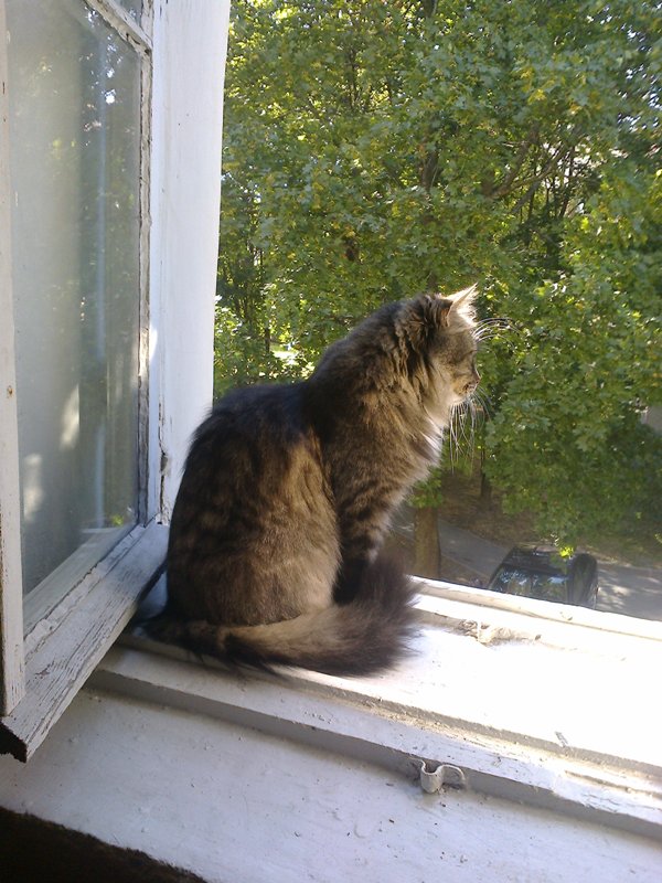 Котовторник 16.09.14