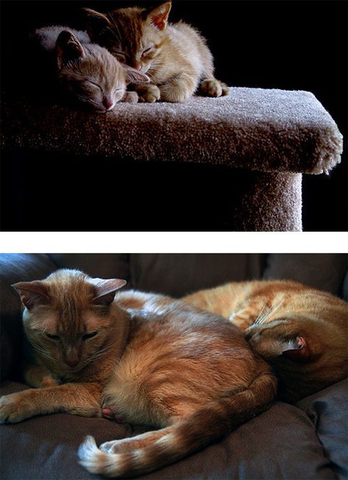 Рисованный котовторник