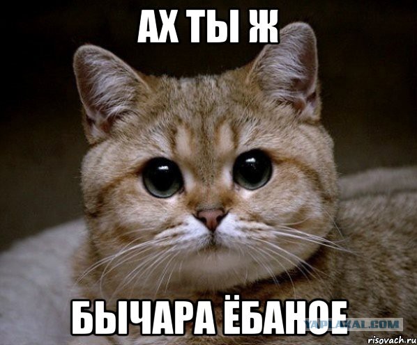 Оборзевший хундаевод