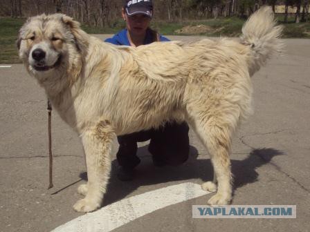 Собакочетверг
