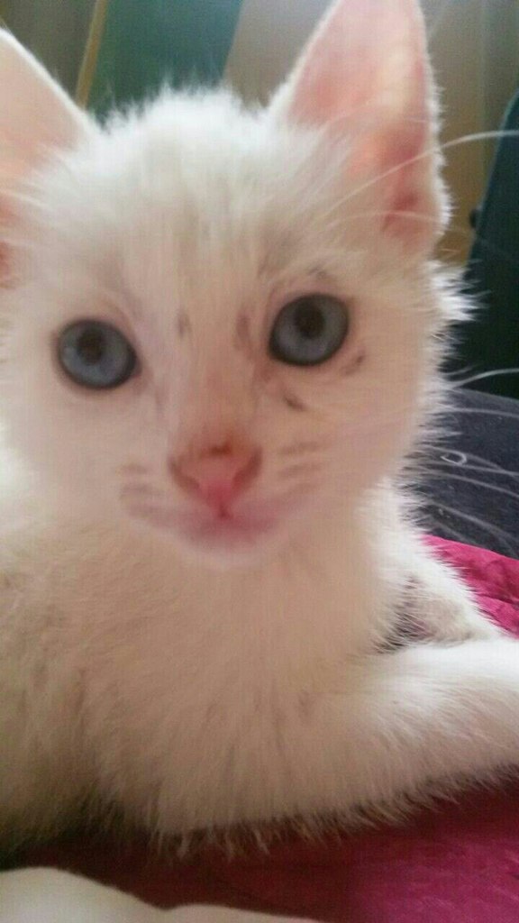 Кошка Снежка