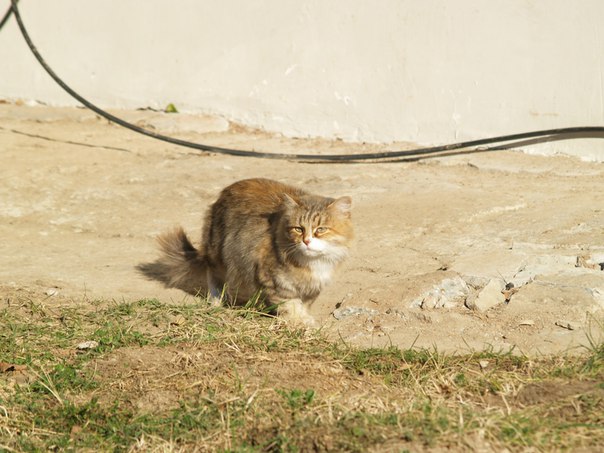 Котовторник 03.11.2015