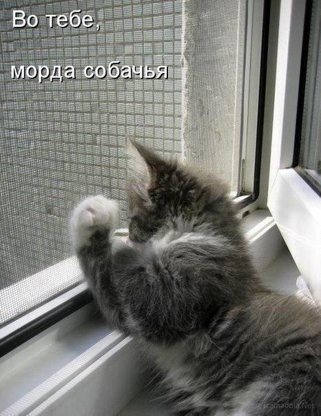 Картинки и демотиваторы