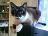 Мой личный котоленд 7