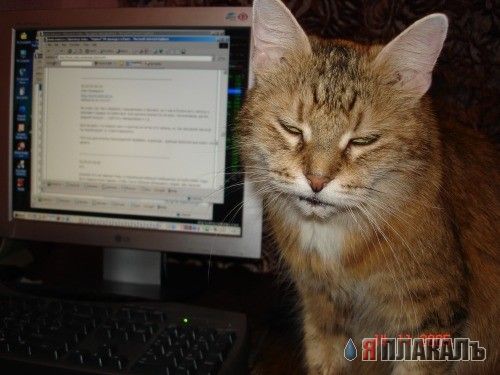 Коты, кошки, котята