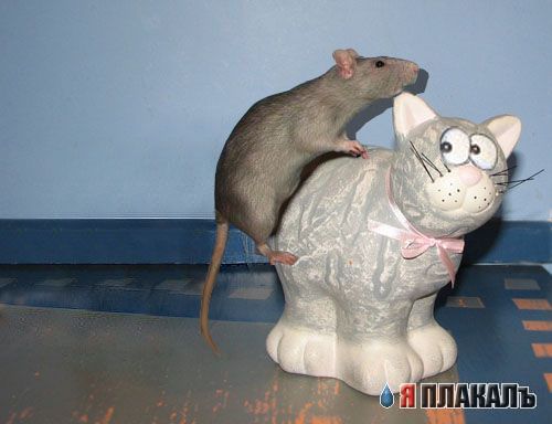 Кошки-мышки. КОШКИ vs МЫШЕЙ