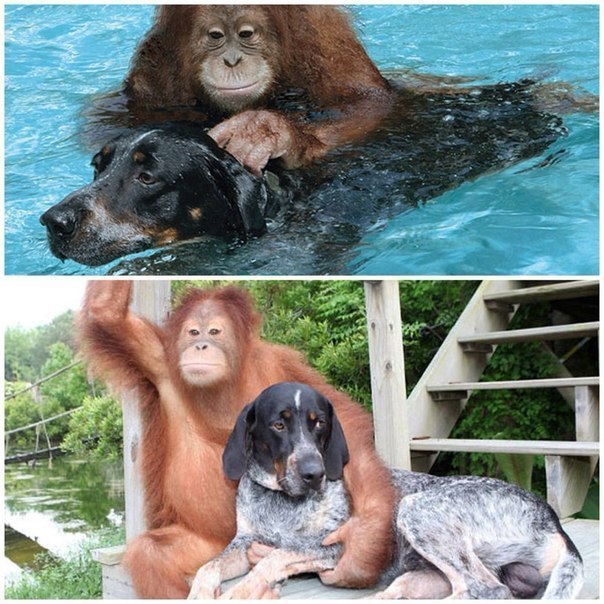 Мохнатые беспредельщики