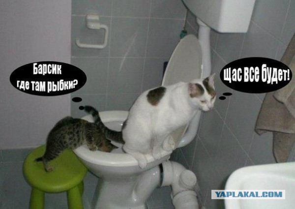 Весёлые картинки