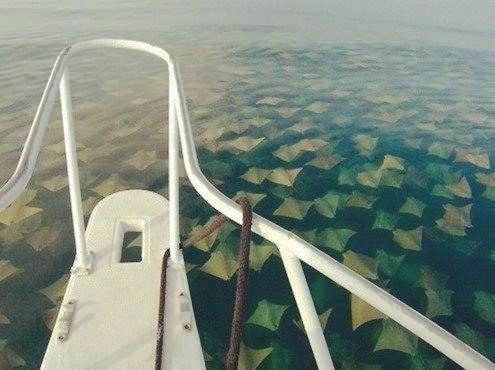 Прикольные животные